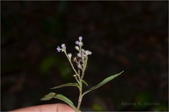 Floscopa scandens